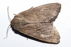 Ichneutica nullifera