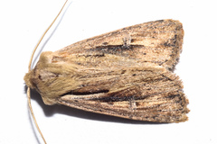 Ichneutica propria