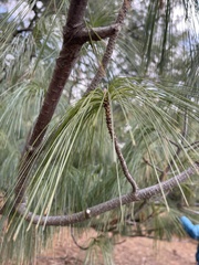 Pinus