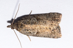 Harmologa