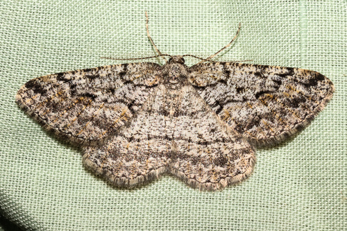 Pine-feeding geometrid moth