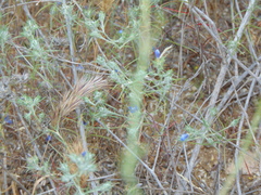 Eriastrum sapphirinum