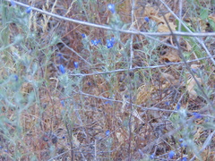 Eriastrum sapphirinum