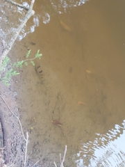 Marilyna pleurosticta