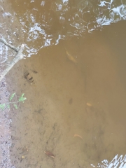 Marilyna pleurosticta