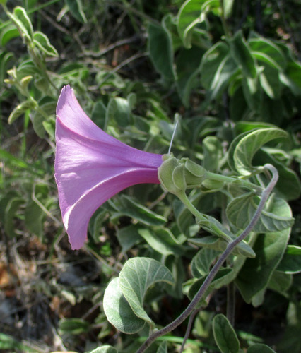 Ipomoea verbascoidea image