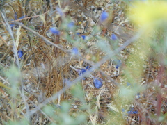 Eriastrum sapphirinum