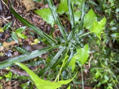 Tracheophyta