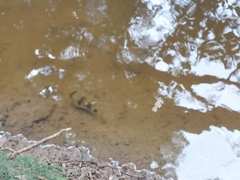 Marilyna pleurosticta