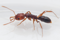 Anochetus rectangularis