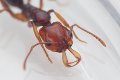 Anochetus rectangularis