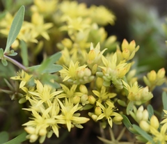 Sedum palaestinum
