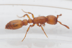 Ooceraea australis
