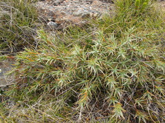 Dracophyllum pubescens