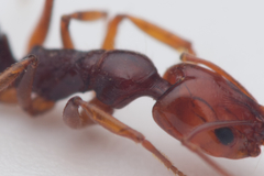 Anochetus rectangularis