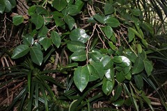 Antidesma platyphyllum