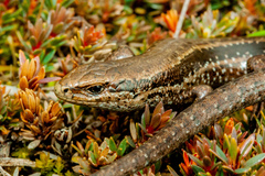 Oligosoma burganae