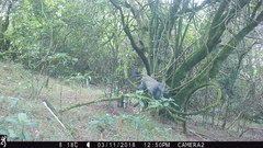 Cercopithecus mitis erythrarchus