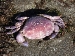 Danielethus crenulatus