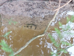 Marilyna pleurosticta