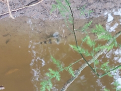 Marilyna pleurosticta