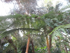 Dicksonia fibrosa