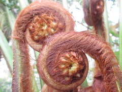 Dicksonia fibrosa
