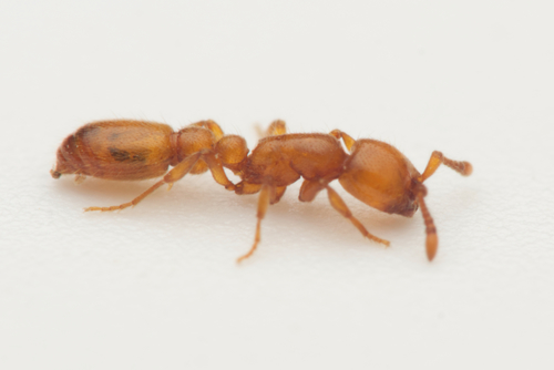 Cerapachys edentatus