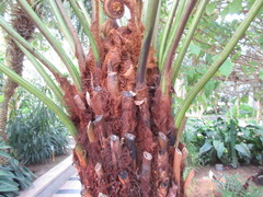 Dicksonia fibrosa
