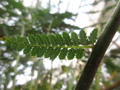 Dicksonia fibrosa