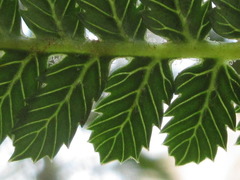 Dicksonia fibrosa
