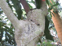 Macadamia ternifolia