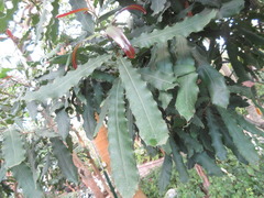 Macadamia ternifolia