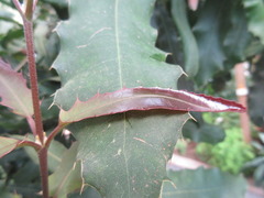 Macadamia ternifolia
