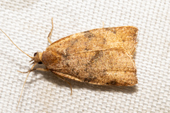 Apoctena conditana