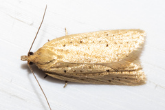 Apoctena conditana