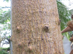 Moringa oleifera