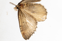 Asaphodes aegrota