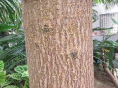 Moringa oleifera
