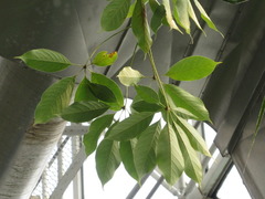 Moringa oleifera