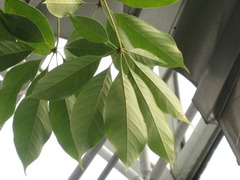 Moringa oleifera