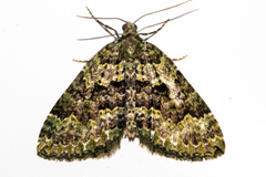 Austrocidaria callichlora