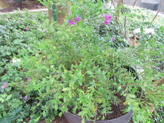 Polygala myrtifolia