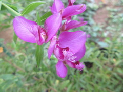 Polygala myrtifolia