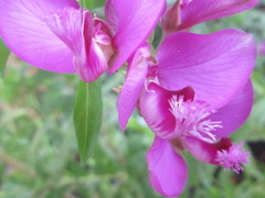 Polygala myrtifolia