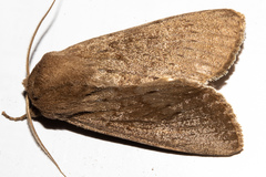 Ichneutica nullifera