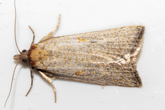 Tortrix demiana