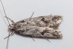 Izatha convulsella