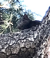 Sciurus carolinensis