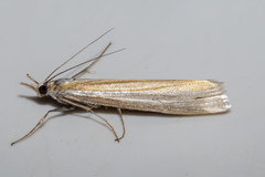 Orocrambus angustipennis